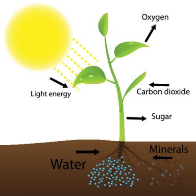 การสังเคราะห์ด้ว่ยแสง (Photosynthesis)