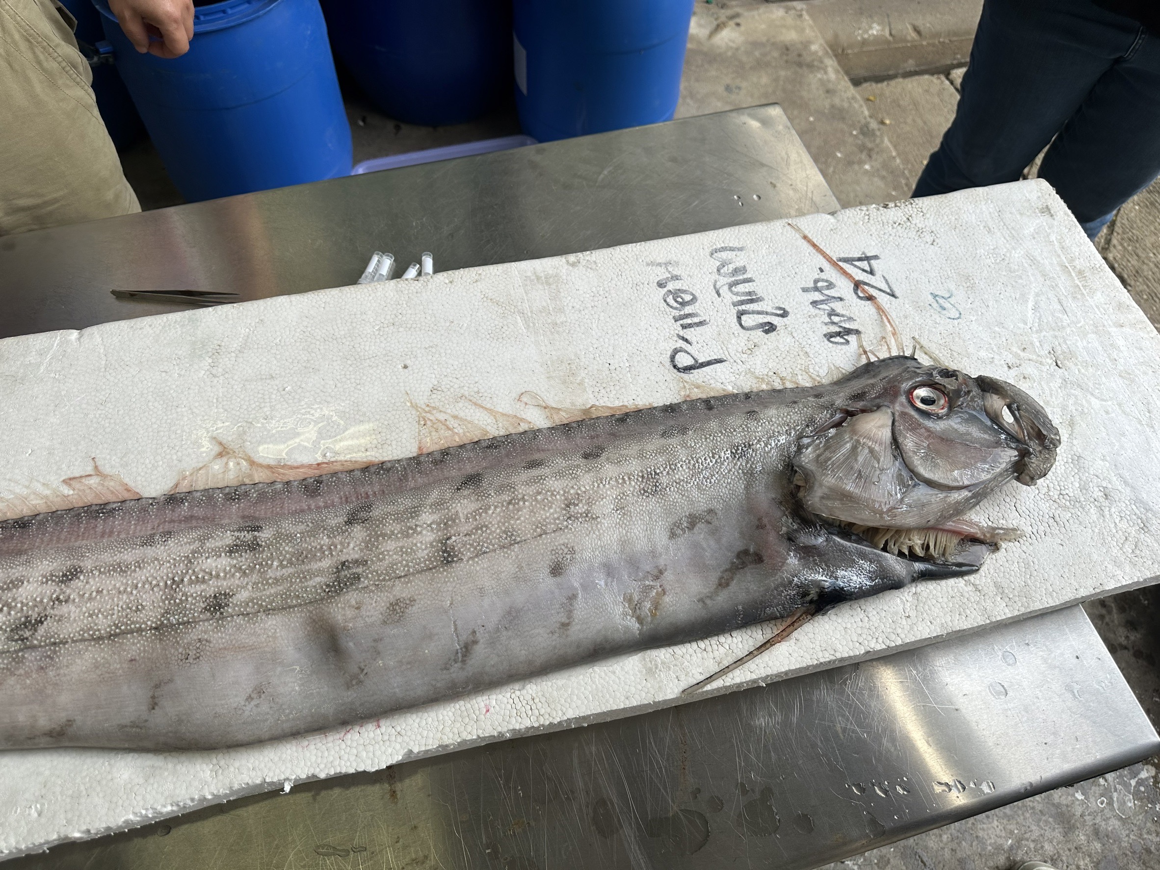 ศุภมาส” สั่งการ ผอ.NSM ศึกษาวิจัย “ปลาออร์(Oarfish)” หรือ “ปลาพญานาค”  ตัวที่ 2  ของไทยหลังพบที่ทะเลภูเก็ตทั้งด้านอนุกรมวิธานและพันธุกรรมเพื่อประโยชน์ทางวิชาการ  ก่อนนำไปจัดแสดงให้ประชาชนได้ชมเพราะเป็นสัตว์ทะเลหายาก