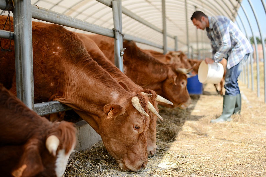 https://www.shutterstock.com/th/image-photo/portrait-handsome-farmer-livestock-small-breeding-1110096797