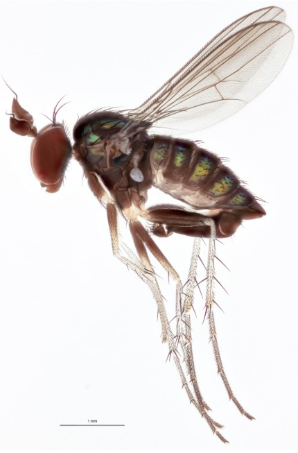 Hercostomus squamatus (Male)