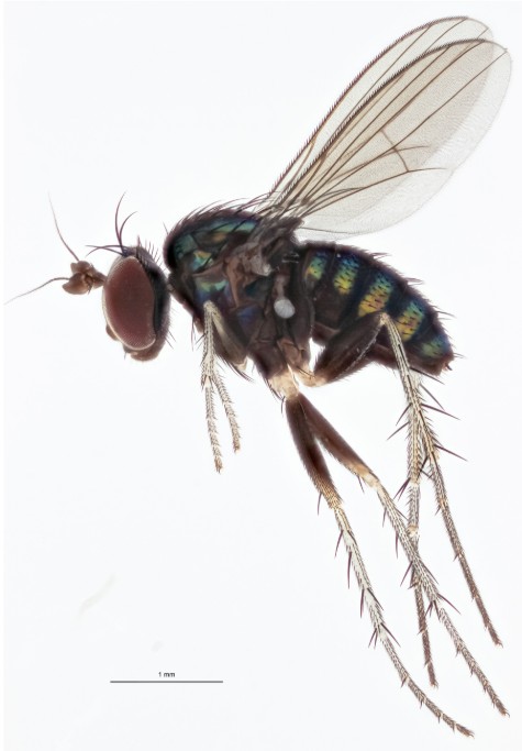 Hercostomus squamatus (Female)